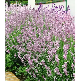 BALDUR Garten Zierstrauch Duft-Lavendel 'Rosa', 3 St., Duftlavendelhecken, winterhart, mehrjährig, duftend rosa