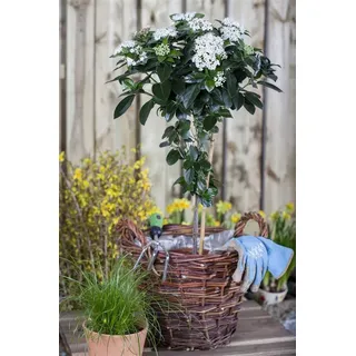 Pflanzen Für Dich Viburnum tinus Lorbeer-Schneeball Immergrün, 50–60 cm