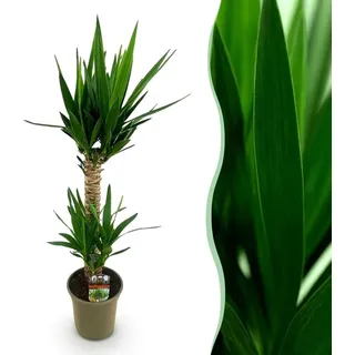 Yucca elephantipes - Yucca - Pflegeleicht - Grün - 80-90cm - Ø19cm - Zimmerpflanze - Immergrün