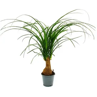 Exotenherz Zimmerpflanze Kleiner Elefantenfuss Beaucarnea recurvata Nolina 12cm Topf