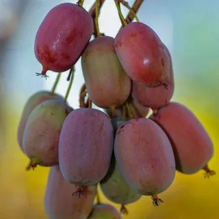 KIWI Ken's Red weiblich 2L – Mini-Kiwis werden immer beliebter