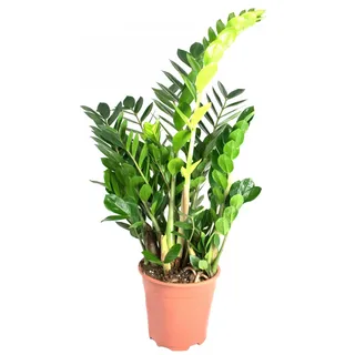 Zamioculcas zamiifolia, im 17er Topf, Glücksfeder, ca. 50 cm hoch