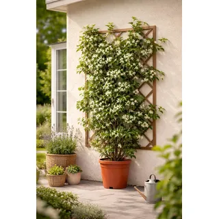 Sternjasmin (Trachelospermum jasminoides) 50–70 cm – Immergrün, Winterhart & Stark Duftend | Duftjasmin, Kletterpflanze