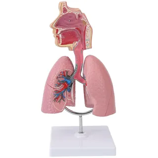 banapoy Anatomisches Lungenmodell, Anatomische Darstellung der Menschlichen Lunge, Lunge und Atmungssystem mit Abnehmbarem Herzen, Körperpädagogisches Modell Studenten, Lern Lehrmittel