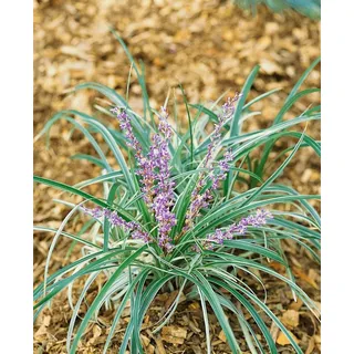Pflanzen Für Dich Liriope Spicata Lilientraube Immergrün Ca. 9x9 cm Topf