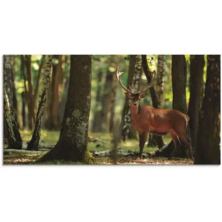 Glasbild ARTLAND "Hirsch 4 - Wald", grün (farbe bild(er): grün), B:100cm H:50cm, Bilder, in verschiedenen Größen