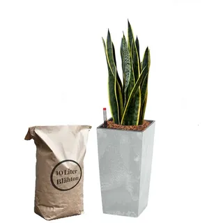 Green Me Up Zimmerpflanze Büropflanze Bogenhanf Sansevieria Laurentii, inkl. 10L Blähton, Wasserstandsanzeige & Langzeitdünger grau 130 cm