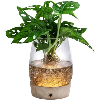 Dehner Waterplant Fensterblatt Kingston, Monstera adansonii, Wasserpflanze im LED Glas, Ø 14 cm, Höhe 30 cm, Zimmerpflanze