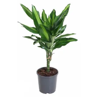 MeinVIPShop Drachenbaum Dracaena fragrans Cintho 40cm Zimmerpflanze | Gr.: onesize