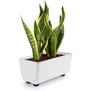 KONZEPT Blumenkasten Blumentöpfe mit Füßen, rechteckig – kleine Blumenkästen 4,2 L (1 St), 284x168x173 mm, ideal für Fensterbank & Zimmerpflanzen weiß