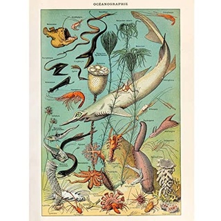 Artery8 Millot Encyclopedia Page Ocean Fish Shark Unframed Wall Art Print Poster Home Decor Premium Seite Ozean FISCH Wand Zuhause Deko