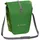 parrot green