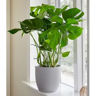 BALDUR Garten Zimmerpflanze Monstera - Fensterblatt, ca. 45-55 cm hoch, 1 St., Zierpflanze, pflegeleicht grün