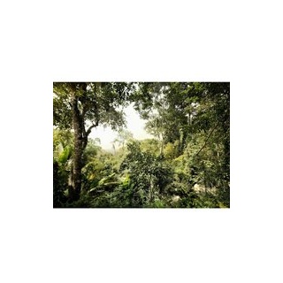 Komar Fototapete Dschungel B/L: ca. 350x250 cm