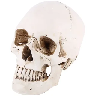 Neandertaler-Totenkopf-Modell, Lebensgröße, menschlicher Totenkopf, 58 x 48 x 40,6 cm, 1 Stück, weißes Kunstharz, lebensgroß, Zeichnung, Party-Ornament, Weiss/opulenter Garten, Modern