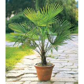 BALDUR Garten Zierstrauch Winterharte Kübel-Palme, 1 St., Trachycarpus, immergrün, winterhart, pflegeleicht grün