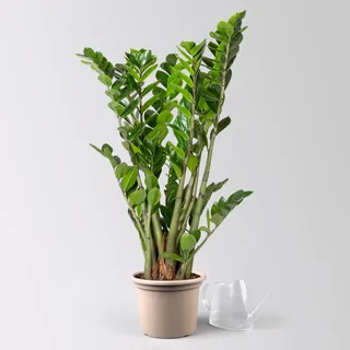 Glücksfeder, Topf-Ø 21 cm, Höhe ca. 70-90 cm