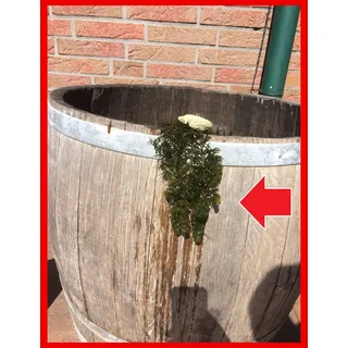 5 Bund/Portionen Hornkraut, Ceratophyllum demersum, für Teich