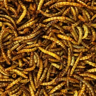 Naturprodukt getrocknete Mehlwürmer 1 kg - High Qualität Premium Futter für Wildvögel