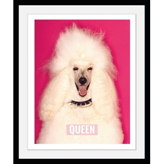 queence Bild mit Rahmen Pudel - Weiß - Queen - Hund - Gerahmter Digitaldruck - Wandbild, Pudel/Hund (1 St), Holzrahmen - Dekoration - Schwarzer Rahmen - in verschiedenen Größen rosa 40 cm x 50 cm