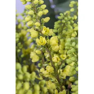 Pflanzen Für Dich Mahonia media 'Winter Sun' Mahonie gelbe Blüten 60–80 cm