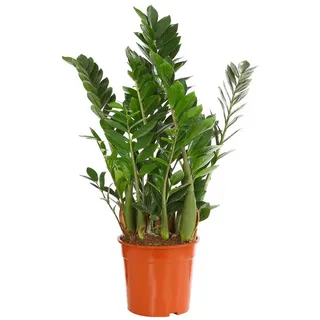 Dehner Zimmerpflanze Glücksfeder, Zamioculcas zamiifolia, versch. Größen, mit ledrigen Fiederblättern, robust, dunkler Standort grün 50 cm
