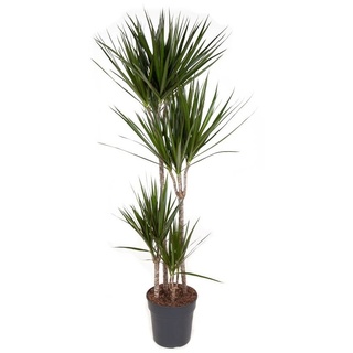 Plant in a Box Drachenbaum - Dracaena marginata Höhe 150-160cm