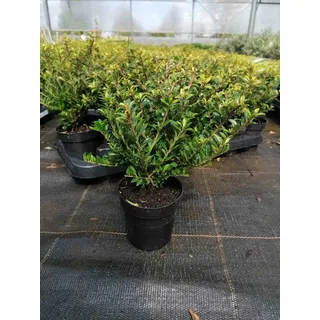 Ilex crenata 'Glorie Gem' 20-25 cm – 6 Stück Stechpalme Heckenpflanzen als Buchsbaum-Ersatz – Robuste, immergrüne Hecke für Garten und Terrasse