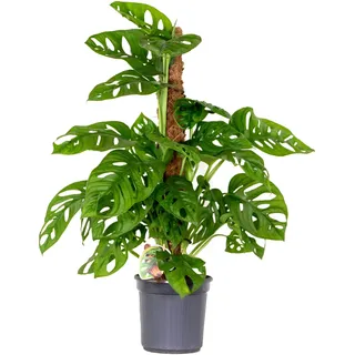 Bloomique - 2er-Set - Monstera Adansonii mit Moosstab - Affenblatt - Zimmerpflanzen - Luftreinigend - Pflegeleicht - 70-80 cm hoch - Topf 17 cm