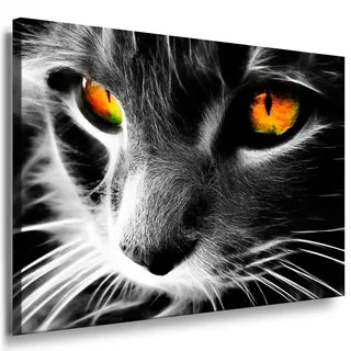 Julia-Art - Bilder Katze Leinwand mit Keilrahmen 120 x 80 cm Leinwandbild XXL Wandbild Tiere Kunstdrucke Tierwelten Bild Wanddesign Wanddekoration c-642v-209