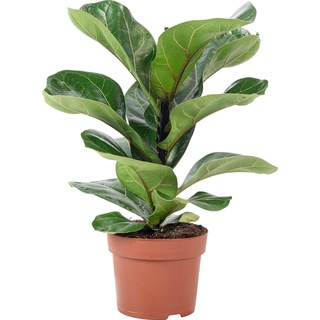 Flowerbox, Pflanzen, Geigenfeige Bambino - Ficus Lyrata Bambino (35 cm, Zimmerpflanzen)