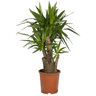 Piardino Palmlilie  (Yucca elephantipes, Topfgröße: 34 cm)