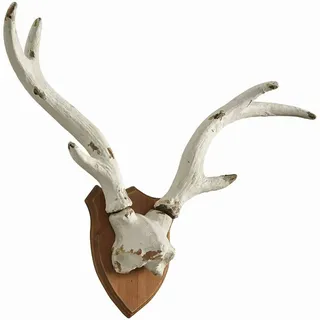 Loberon Deko-Geweih Talim, weiß | auf Kunstvollem Trophäenschild, Eindrucksvolle Größe, Weihnachten, Weihnachtsdekoration, Wanddeko, Polyresin, Tannenholz