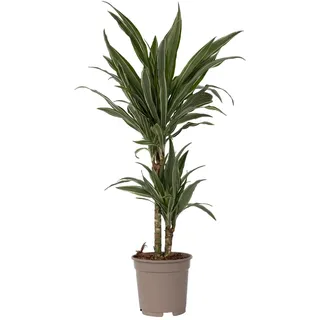 Plant in a Box - Dracaena deremensis 'Warneckei' - Zimmerpflanze - Drachenbaum - Topfgröße 17cm - Höhe 60-70cm