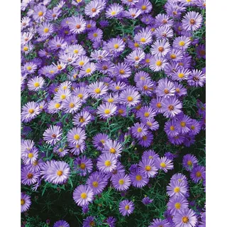PlantaPro Kissen-Aster 'Blauer Gletscher' im Topf Aster dumosus winterhart duftend | Aster dumosus, kompakter Kissenwuchs, blaue Blüten August bis Oktober, sonnig bis halbschattig, Steingarten