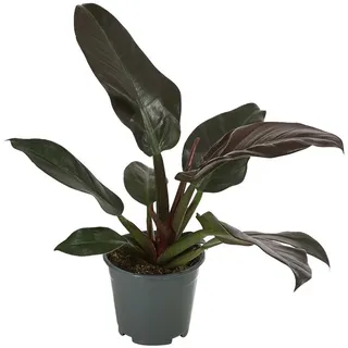 Dehner Baumfreund - Philodendron, verschiedene Sorten, Dunkelgrün, Dunkelrot