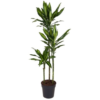 Plant in a Box Drachenbaum - Dracaena fragrans Cintho Höhe 140-150cm