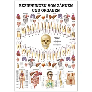 rüdiger anatomie gmbh Beziehungen von Organen und Zähnen 70 x 100 cm Papier