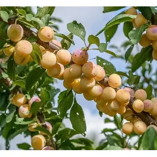 Nancy Mirabelle, Buschbaum (kleinbleibend),120-140cm, im Topf