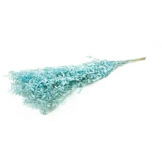 Trockenblume Ruscus Aquamarin, im Bund, Größe ca. 70-80cm Mäusedorn, NaDeco