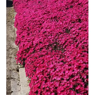 BALDUR Garten Bodendecker Bodendecker-Nelke 'Vivid®', 9 St., Polsterstaude,duftend,winterhart, mehrjährig, pflegeleicht rosa