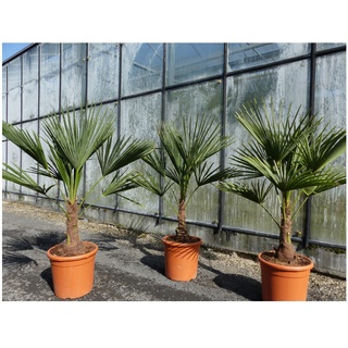 L Palme 100-120 cm Trachycarpus fortunei, Hanfpalme, winterhart + robust bis -18°C