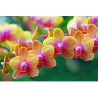 Papermoon Fototapete Goldene Orchideen bunt 2,5 m x 1,86 m