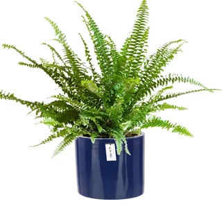 botle Blumentopf aus Keramik Blumenübertopf Gehäuse Farbe Dunkelblau Rund Ø 12,5cm H 12cm Glanz Oberfläche Modern Glamour