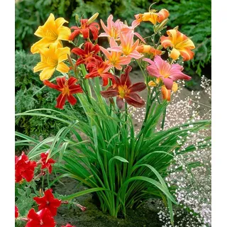 BALDUR Garten Blumenzwiebeln Hemerocallis-Mix 'Farben des Sommers', Hemerocallis-mischung, reichblühend, lange Blütezeit bunt