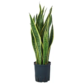 Dehner Bogenhanf Ø Sansevieria trifasciata var. laurentii, Hydrokultur, Gelb, Grün