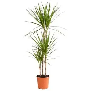 Drachenbaum - Dracaena marginata, Grün, Dunkelgrün