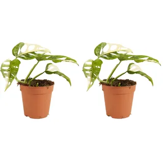 Bloomique - 2er Set - Monstera adansonii Variegata - Monkey Leaf - Fensterblatt - Luftreinigende Zimmerpflanzen - Monstera Pflanze - Kletterpflanzen Zimmer – Höhe 20-25 cm - Topf 12 cm