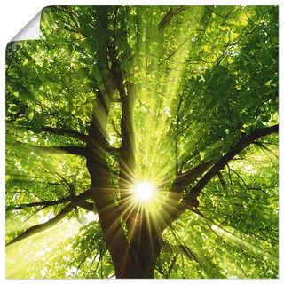 Wandbild ARTLAND "Sonne strahlt explosiv durch den Baum", grün (farbe bild(er): grün), B:50cm H:50cm, Bilder, als Leinwandbild, Poster in verschied. Größen