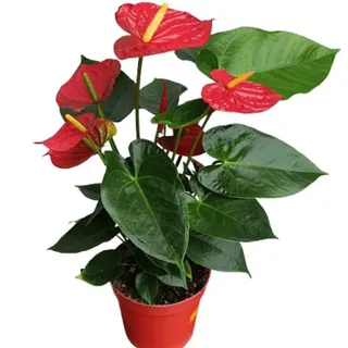 Rotes Anthurium d12